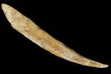 Fossil Shark (Hybodus) Dorsal Spine - Morocco #106576-1